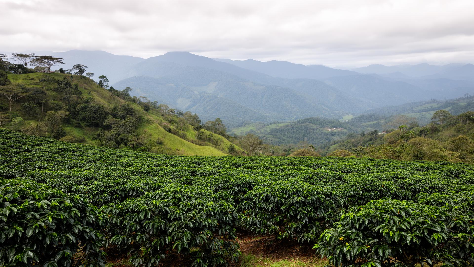 Finca de café en las montañas de Guatemala